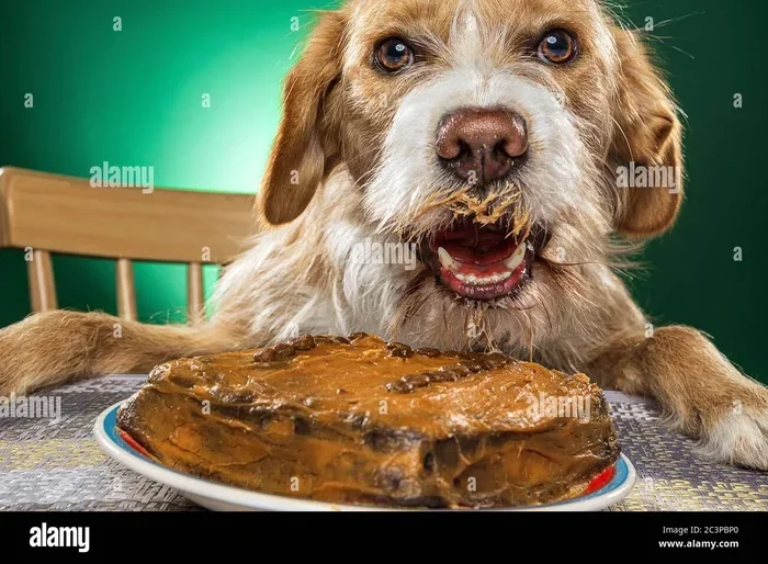 Can Dogs Eat Edible Ink What You Need to Know Today