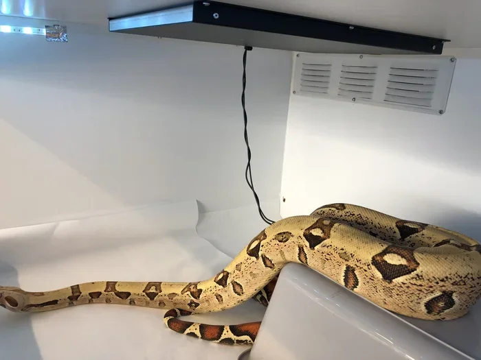 Are Radiant Heat Panels Safe For Snakes In Captivity